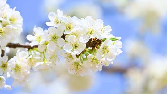 春天阳光下盛开的白色梨花蜜蜂采蜜