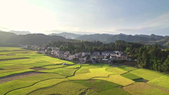 夕阳下金黄稻田村庄