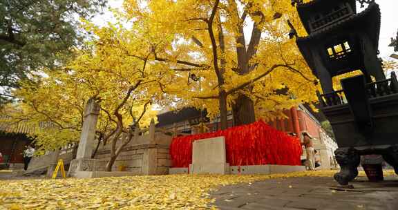 北京红螺寺千年雌雄银杏树