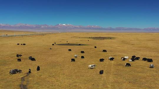 新疆巴音布鲁克草原牧场农场牛羊成群视频素材模板下载