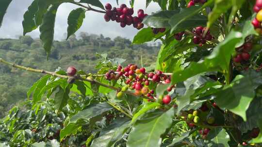 成片的咖啡树种植，咖啡豆红了采摘