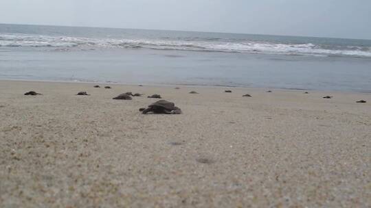海岸上的小海龟