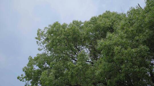 220516梅湖银杏树林A01667775