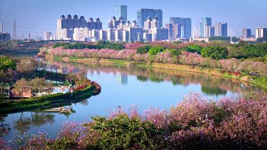 航拍广州海珠湿地紫荆花美丽景色
