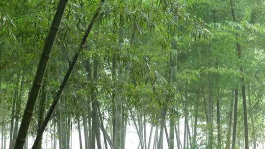 竹海竹叶沉浸式雨天滴水的竹林