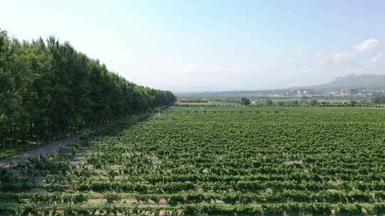 航拍一排排种植的葡萄