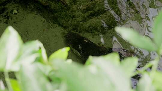 鳄鱼，短吻鳄，爬行动物，池塘