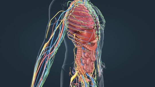 医学人体器官肾脏内分泌系统肾上腺三维动画