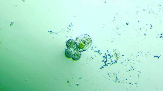 生命科学纪录片素材，显微镜下的生物，轮虫12