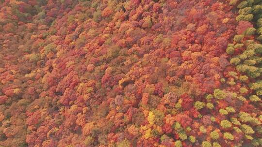 航拍秋季漫山遍野的红叶4K素材