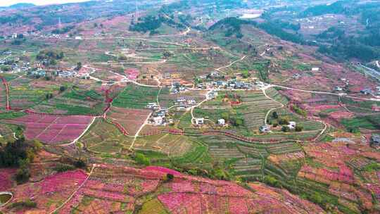 龙泉山宝狮村桃花盛开视频素材模板下载