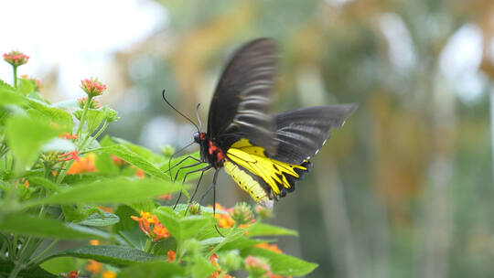 蝴蝶在花丛中煽动翅膀01
