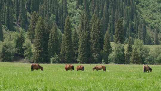 新疆伊犁草原上的马群