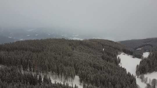 森林、雪、山、雾