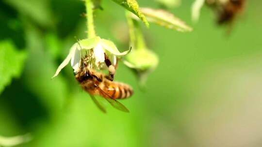 蜜蜂在花上的特写镜头