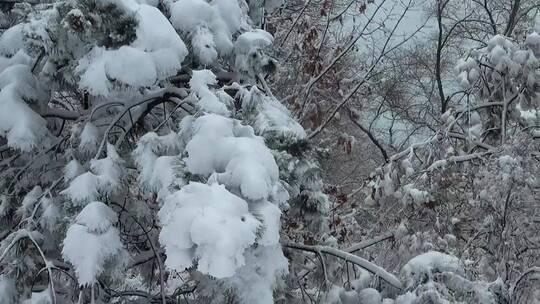 树枝上的大雪视频素材模板下载