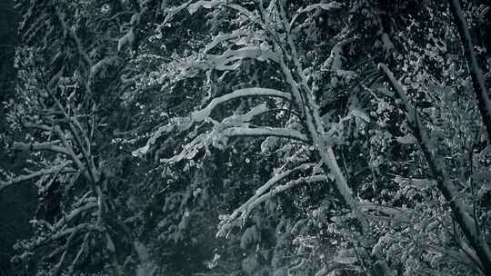 雪后森林树木景色