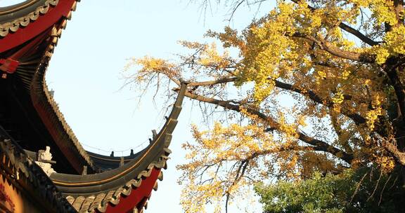 秋天寺院唯美金黄银杏古建筑局部