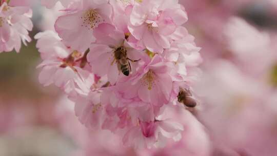 花朵上的蜜蜂