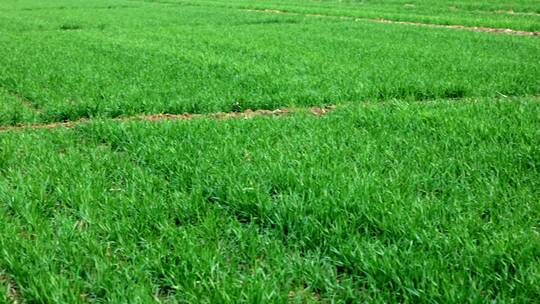 小麦灌溉 小麦 灌溉 浇灌 田间 地头