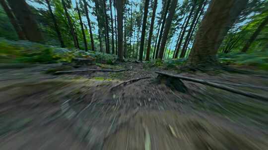 无人机穿越机飞入森林树林穿梭树林
