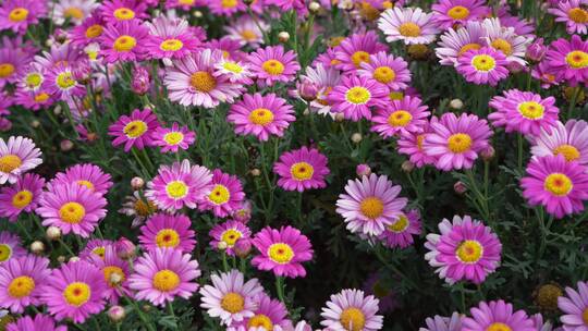 【精品】花园菊花甘洋菊鲜花花海特写