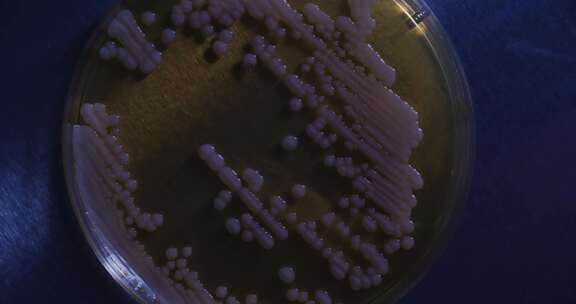 生物实验室培养皿实验特写