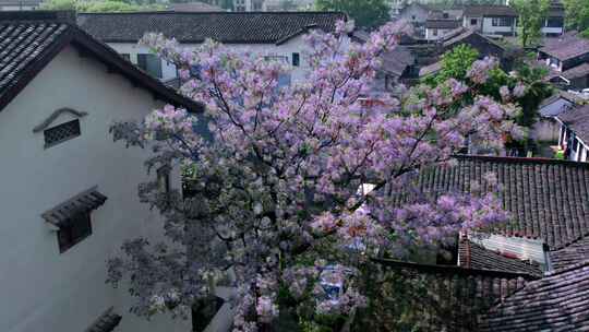 绍兴仓前直街苦楝花开