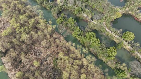 杭州西溪湿地视频素材模板下载