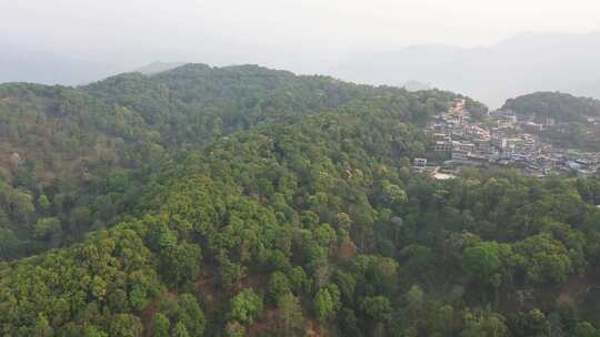 易武老班章勐海勐库冰岛茶茶园茶山视频素材模板下载