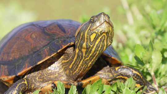 矮胖的硬壳乌龟，奥比尼的滑块，trachemys dorbigni伸出脖子，走着sl