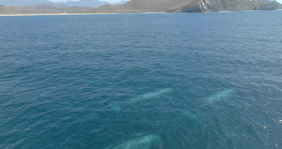 灰鲸，海，游泳，海洋