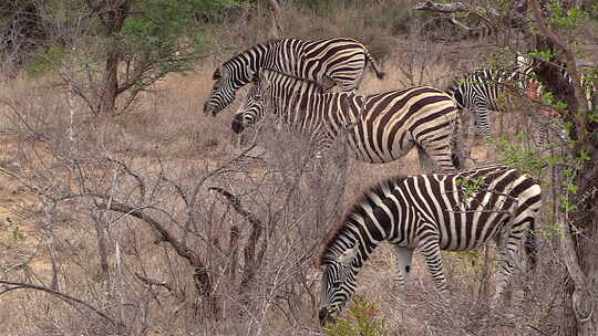 一群斑马在南非丛林中的干草上吃草