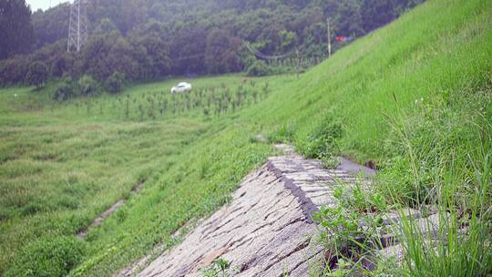 清晨雨后公园两颗榕树下草地露营空景