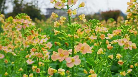 油菜花春天油菜花海油菜花田菜花花海