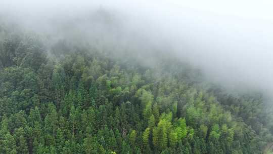 雨后森林航拍雪松树林云雾缭绕绿色生态环境