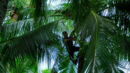 爬椰树 摘椰子
