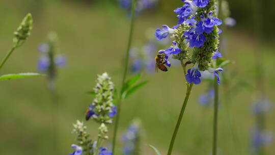 蜜蜂在紫色薰衣草上飞舞采蜜慢镜头