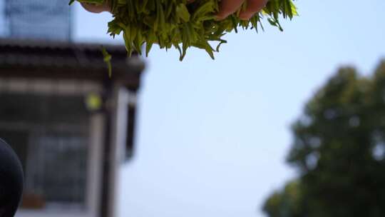 茶叶 茶 品茶 采茶制茶 茶山 摘茶