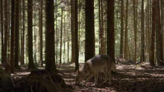 野生，猎狼犬，森林，林地