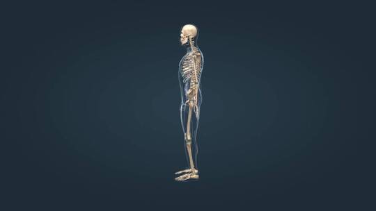 人体骨架骨骼运动系统骨连接骨骼组成视频素材模板下载
