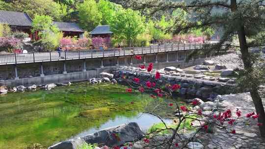 芳菲四月，山寺桃花始盛开