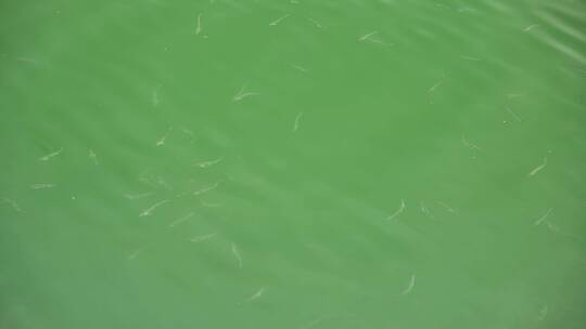 千岛湖里清澈的湖水视频素材模板下载