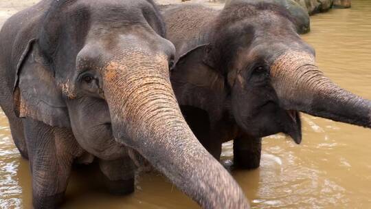 享受水的大象