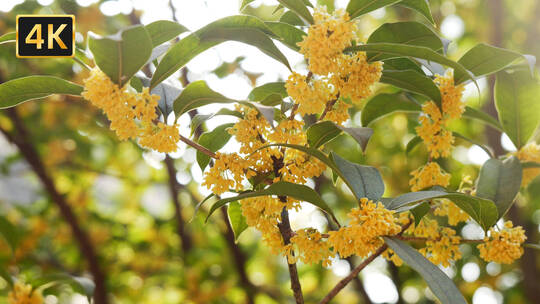 桂花桂花树桂花飘落金桂丹桂