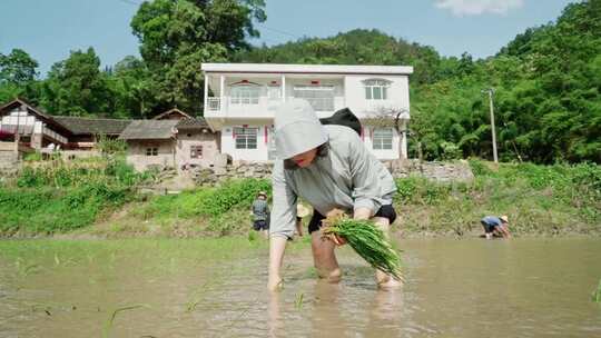 农民插秧干活