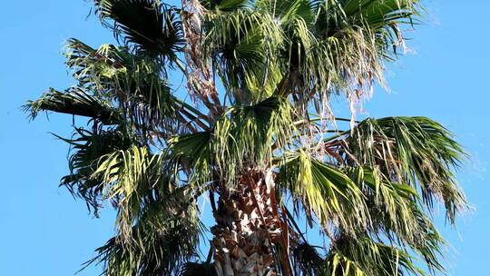 蓝天下的棕榈树