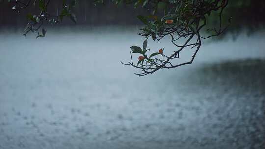 雨中树枝树叶/雨水落在水面上/下雨天