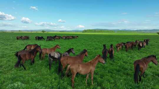 青草地上的马群