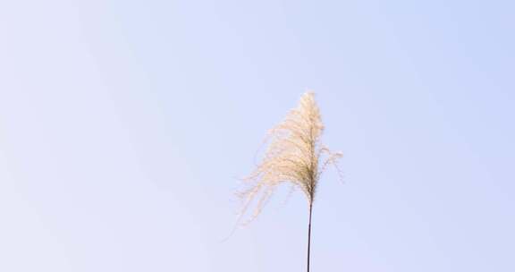 江南秋天湿地田园芦苇花升格